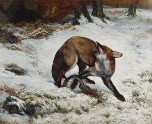 Renard pris au piège